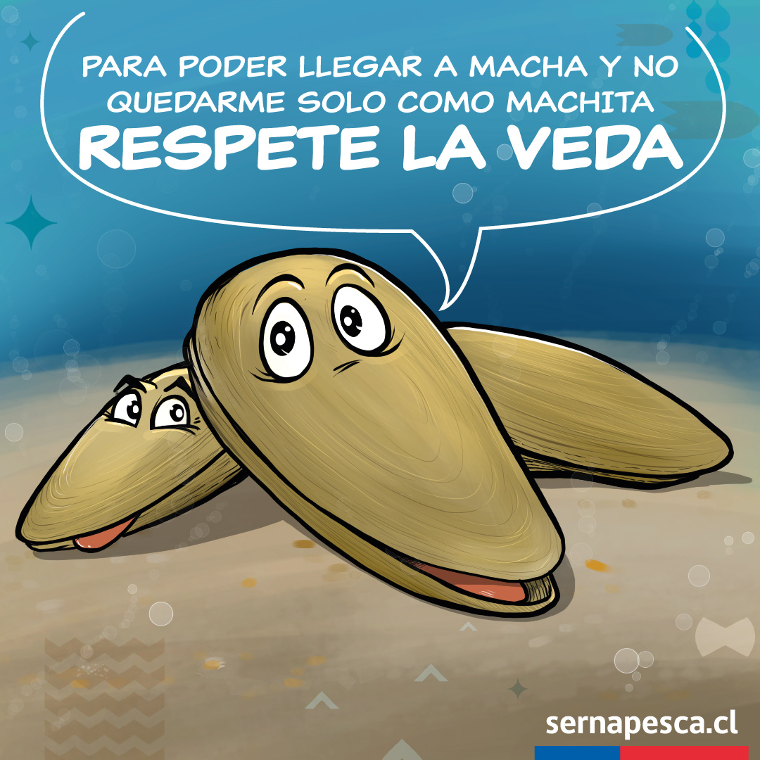 La macha está en veda en Arica, Tarapacá, Antofagasta, Atacama hasta 2030; en Coquimbo hasta 2031; Valparaíso, O'Higgins y Maule hasta 2026 y Los Lagos hasta 2024. Por eso debemos respetar esta medida consumiéndolas siempre que provengan de áreas de manejo o zonas autorizadas