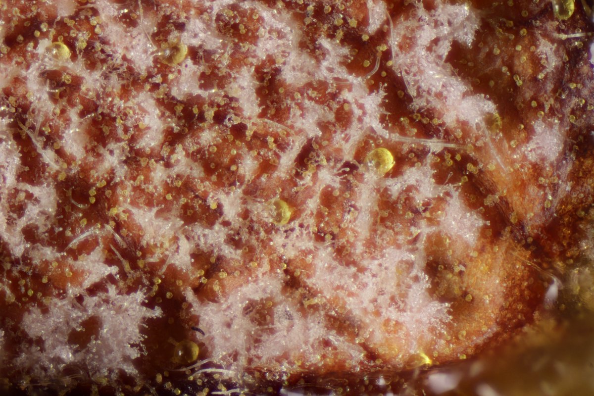 RPilze's tweet photo. Phacellium rufibasis ex Myrica gale
#Myricagale #Myrica #Gagelstrauch #bogmyrtle #pimentroyal #palude #MirtodeBrabante #Phacelliumrufibasis #Phacellium #fungus #fungi #Pilz #Pilze #phytopathology #natur #nature https://t.co/BbwD1ZNuCp