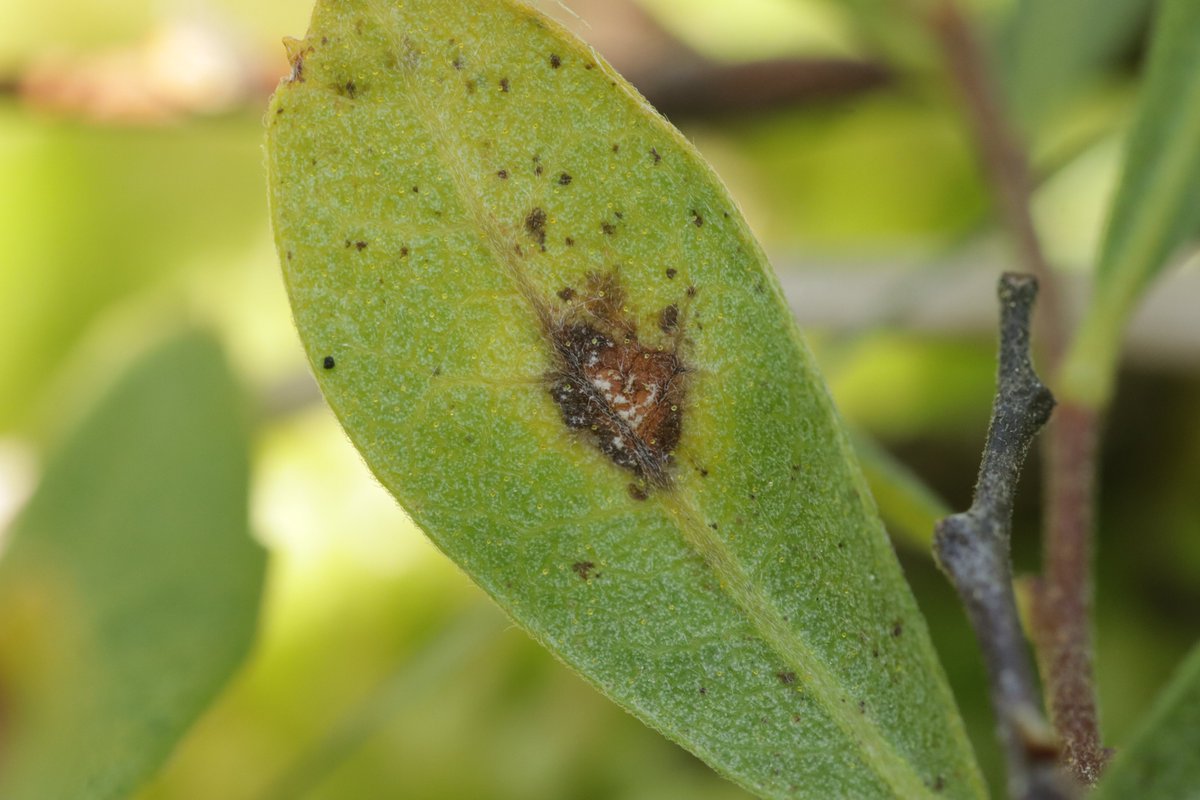 RPilze's tweet photo. Phacellium rufibasis ex Myrica gale
#Myricagale #Myrica #Gagelstrauch #bogmyrtle #pimentroyal #palude #MirtodeBrabante #Phacelliumrufibasis #Phacellium #fungus #fungi #Pilz #Pilze #phytopathology #natur #nature https://t.co/BbwD1ZNuCp