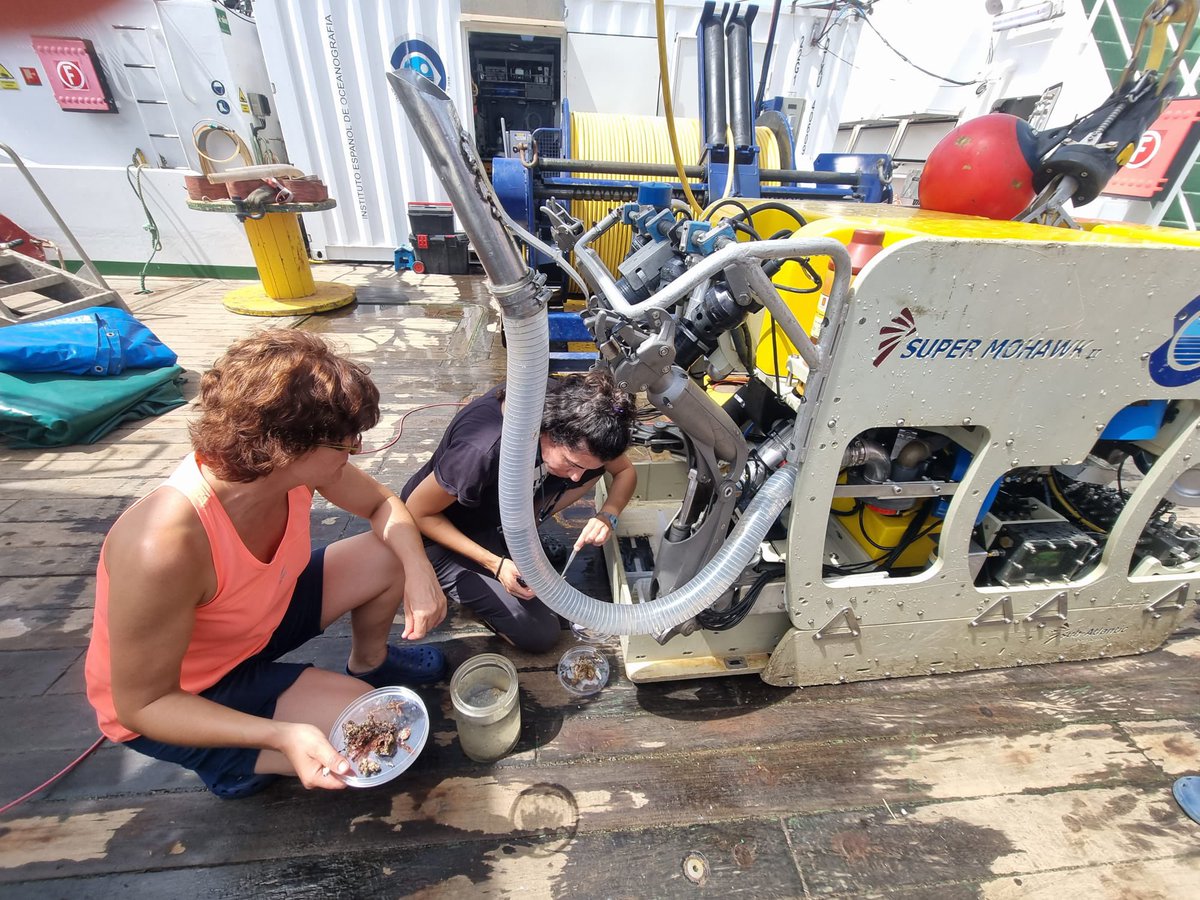 BentosIEO's tweet photo. 🚢 Empieza la ZECMA-0723! Cómo parte de las actividades que realiza el @IEOoceanografia estudiaremos los hábitats bentónicos del Escarpe de Mazarrón! Entre ellos, las algas coralinas mäerl y los corales de arrecife rocoso 🪸 en el marco de las #EstrategiasMarinas 🐟🐙🐠🐡🦐🦞🦀 https://t.co/96NveMTFUF