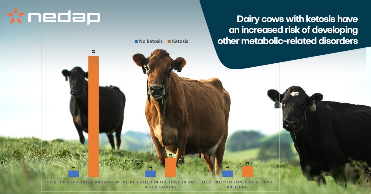 Early detection of ketosis is key in prevention and treatment! 

👉This is how you hear 👂what your cows are telling you: ow.ly/6axI50P8VmJ

#health #healthmonitoring #cowcontrol #ketosis #dairy #cows