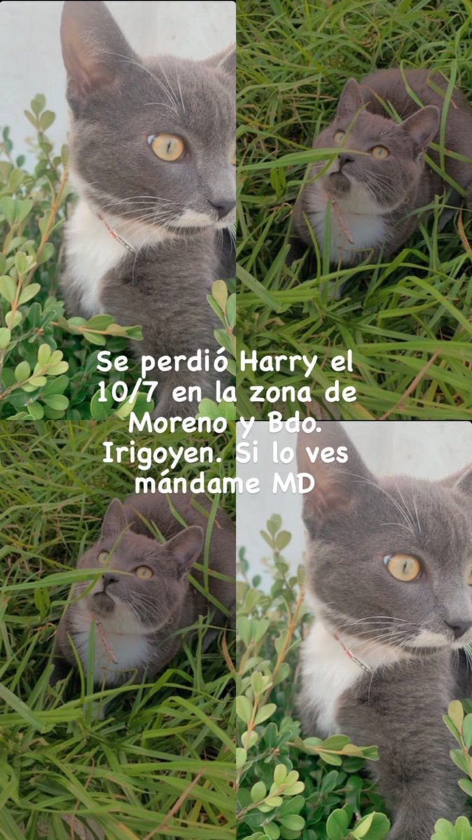 ‼️PERDIDO EN VILLA FOX‼️