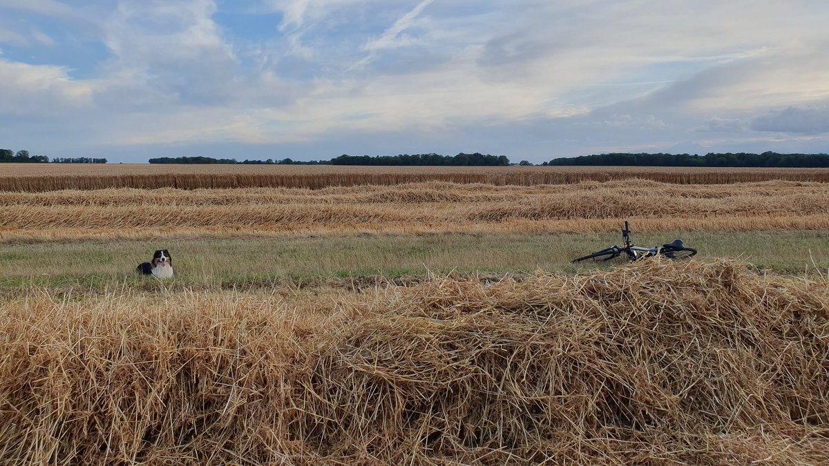 agri_zoom's tweet image. Retour au blé ! Bourrage 😬🙄
L&apos;occasion de voir ce qu&apos;elle a dans le ventre ! 
#FrAgriMoisson2023