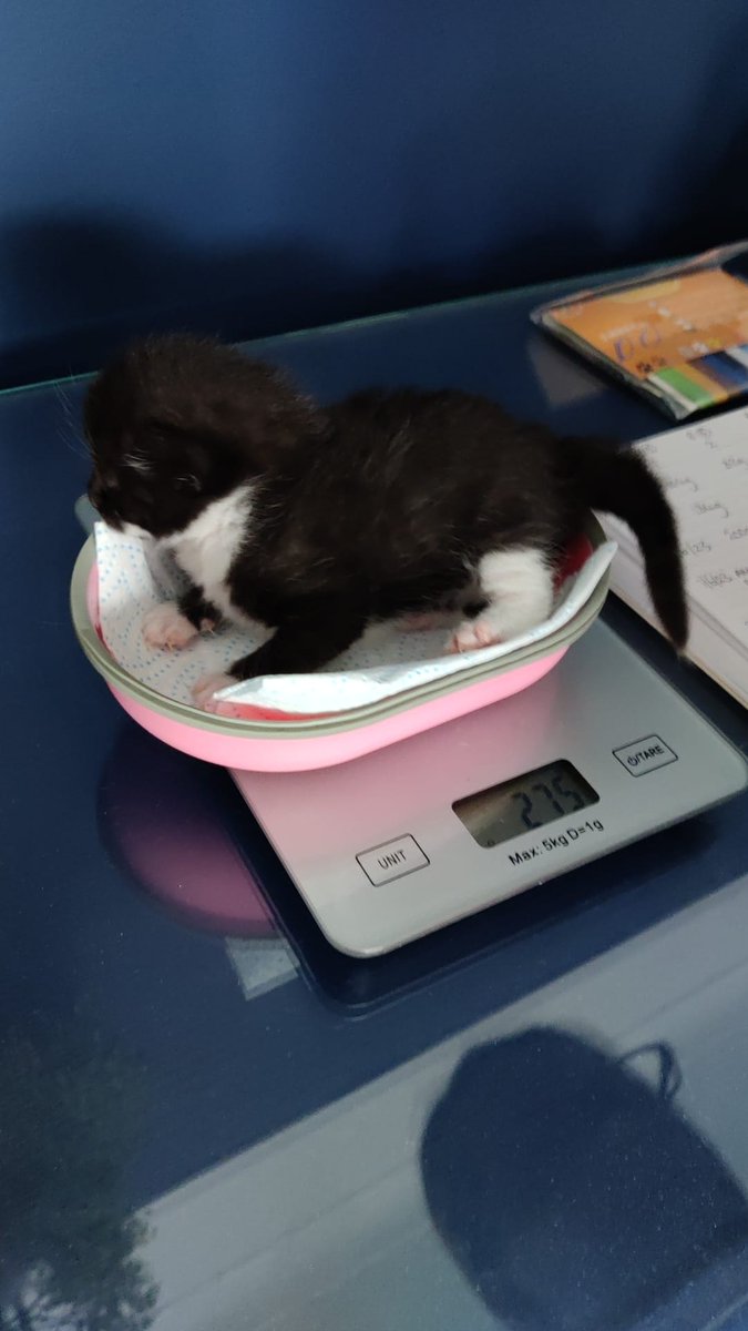 thecatBluebell's tweet photo. Furriends! 💙 My hooms have a very *tiny* yet very *BIG* decision to make...
✨ Poll in the comments ✨
#DoIWantABabyBrofur 😻 #CatsOfTwitter #TuxieTuesday https://t.co/9iJwbt9juQ