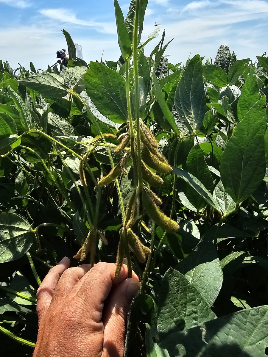 ar_verification's tweet image. April 1st planted soybeans in St.francis County at R5. Stinkbugs 1.5/25 sweeps.