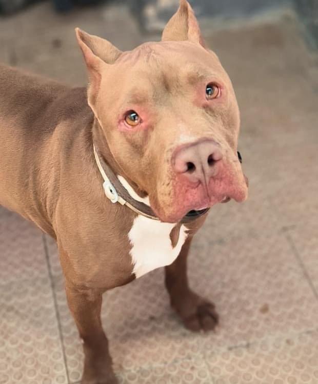 life4pitbulls's tweet photo. ✨ATOME ✨ Este precioso bichejo de apenas 3⃣ años, ya sabe lo que es la peor cara del ser humano….😢A consecuencia de eso, de primeras es muy miedoso🥺 pero una vez que coge confianza es puro amor🥰, ideal para una familia activa ya que es un pero súper juguetón!🏃‍♂️🏃‍♀️ https://t.co/LjHMmdGKqH
