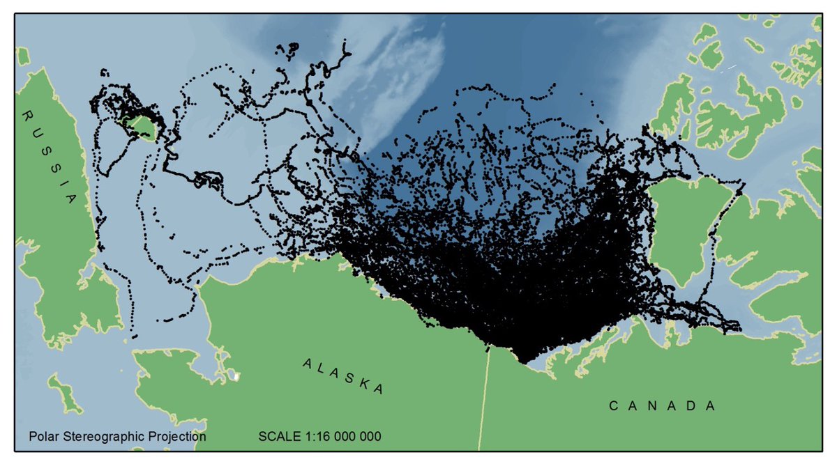 "...will one day render the Arctic Ocean free of MYI, a change that will coincide with a seasonally ice-free Arctic Ocean." Polar bear telemetry: many offshore locations are on multiyear ice. We're redesigning an ecosystem &amp; expecting polar bears to "just deal with it".