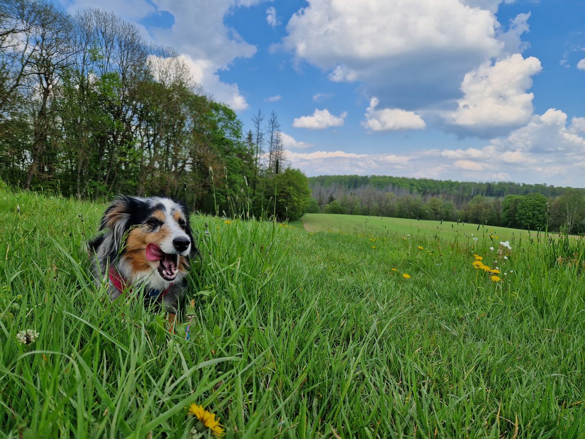 Happy #Tongueouttuesday 😊💕
#australianshepherd #tot #dogsarefamily