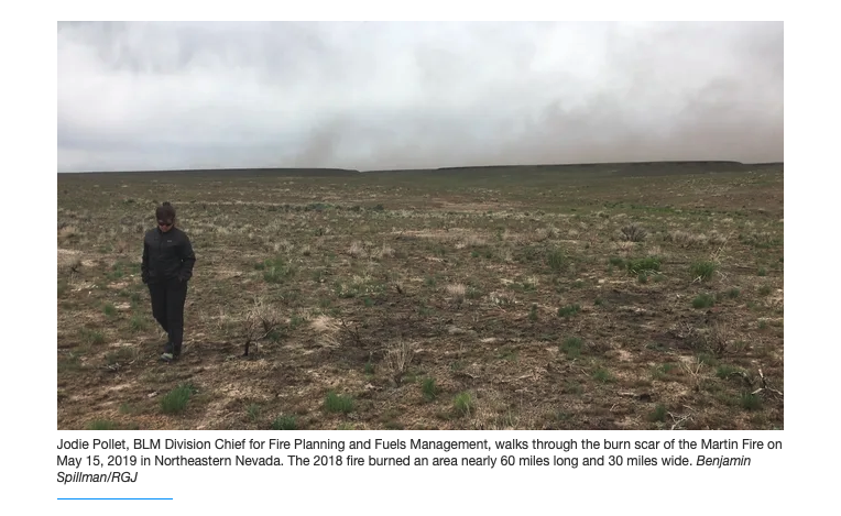 WSWeedSci's tweet photo. Cheatgrass increases risk of #wildfires - even in years of heavy snowpack.  

https://t.co/snhRzKjvmS

#WSWS #cheatgrass #wildlfire #invasiveplants https://t.co/rUREGCMLWE