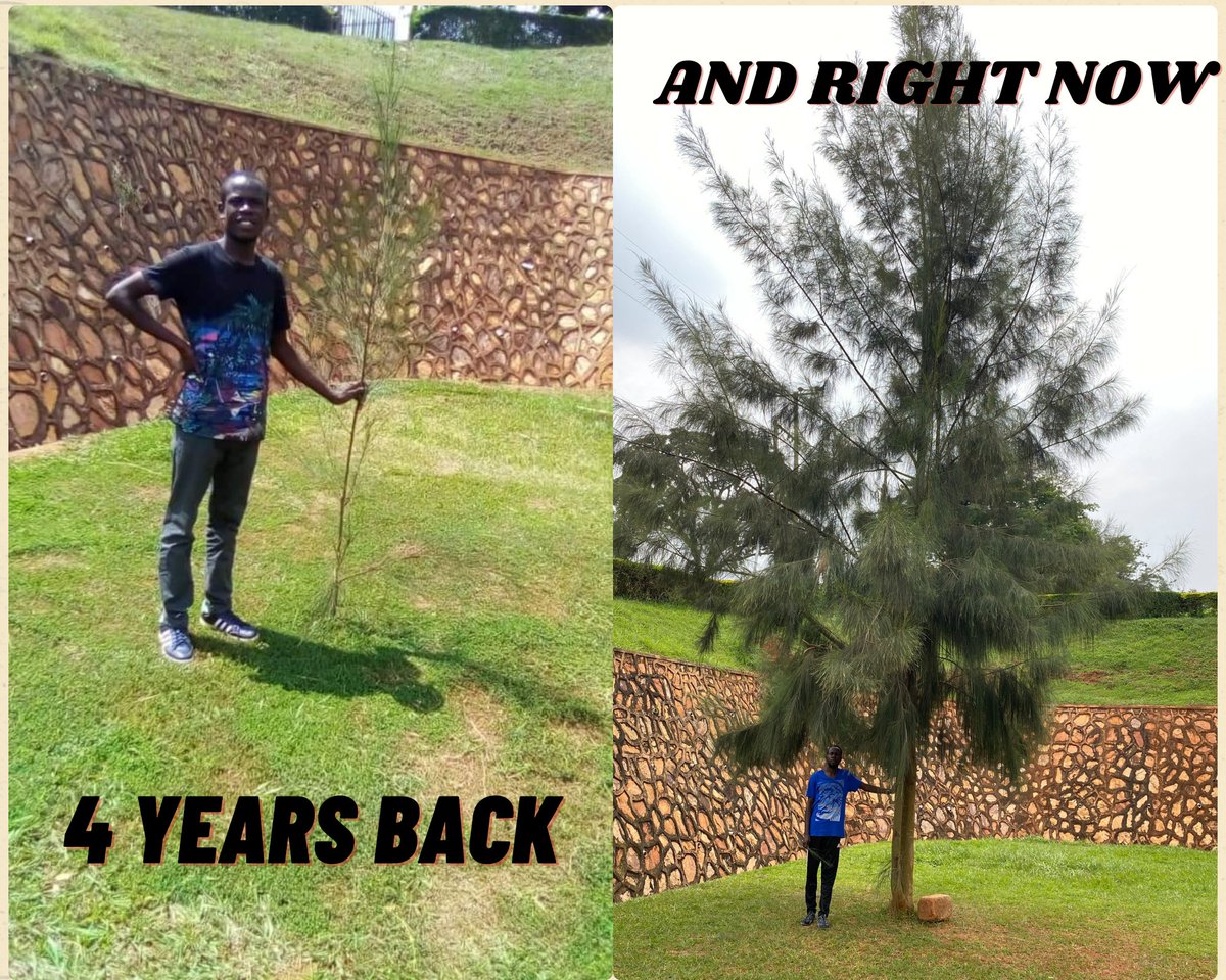 I planted a tree as a memorial in the CTF building's grounds at @kyambogou 4 years ago.
Take the chance & do something to address climate change, educate people, and then safeguard the environment.
#trees #lcaw2023 #youthforclimate #environment #EnvironmentalJustice #treeplanter
