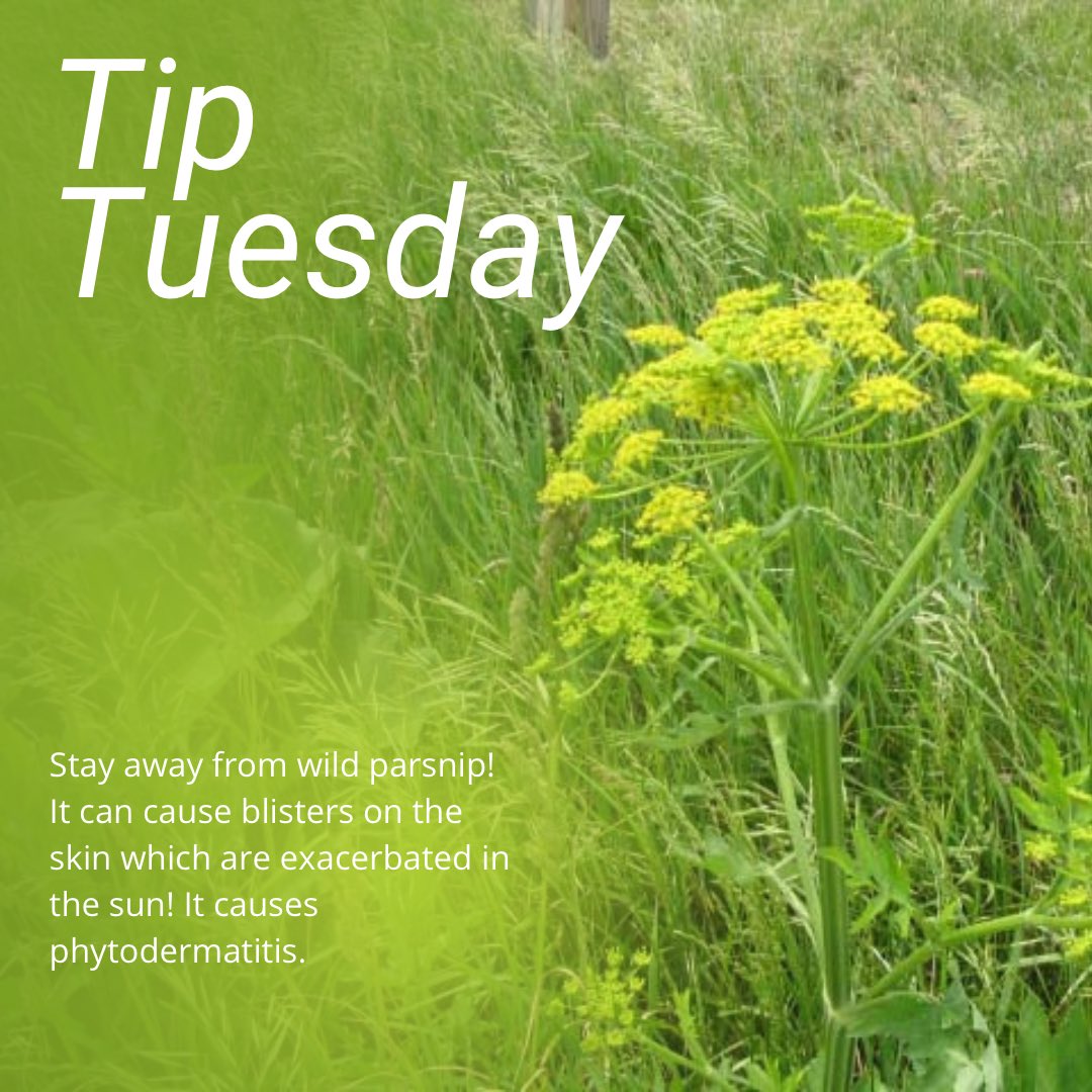 dec.ny.gov/animals/105364… Nancy says stay away from the wild parsnip! See the link above to read more on the DEC website. 🌿