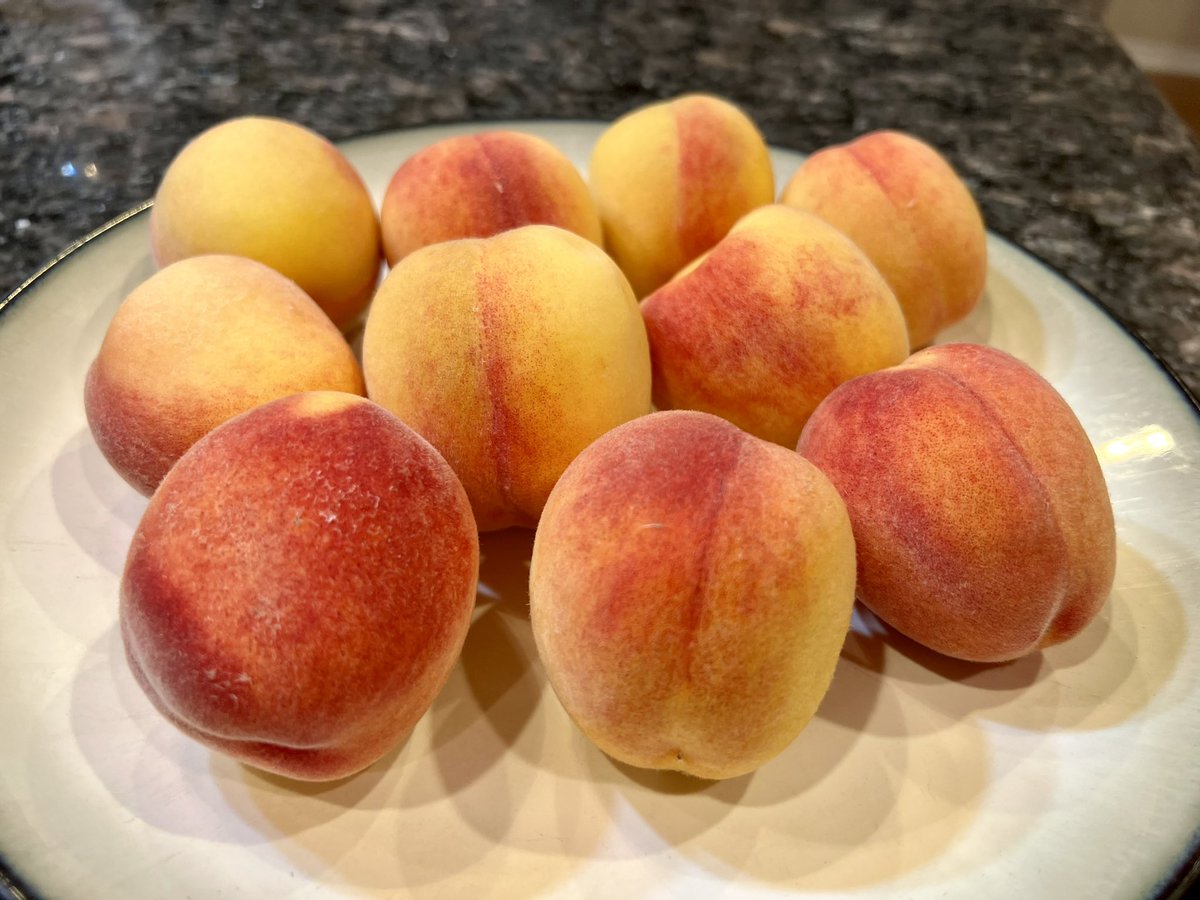 NicoleBdorf's tweet photo. Homegrown SoCal peaches, courtesy of our backyard peach tree 🍑 #Peachy #Peaches #Homegrown #Summer #Fruit #FromMyBackyard #Yum https://t.co/UWhkTJJub9