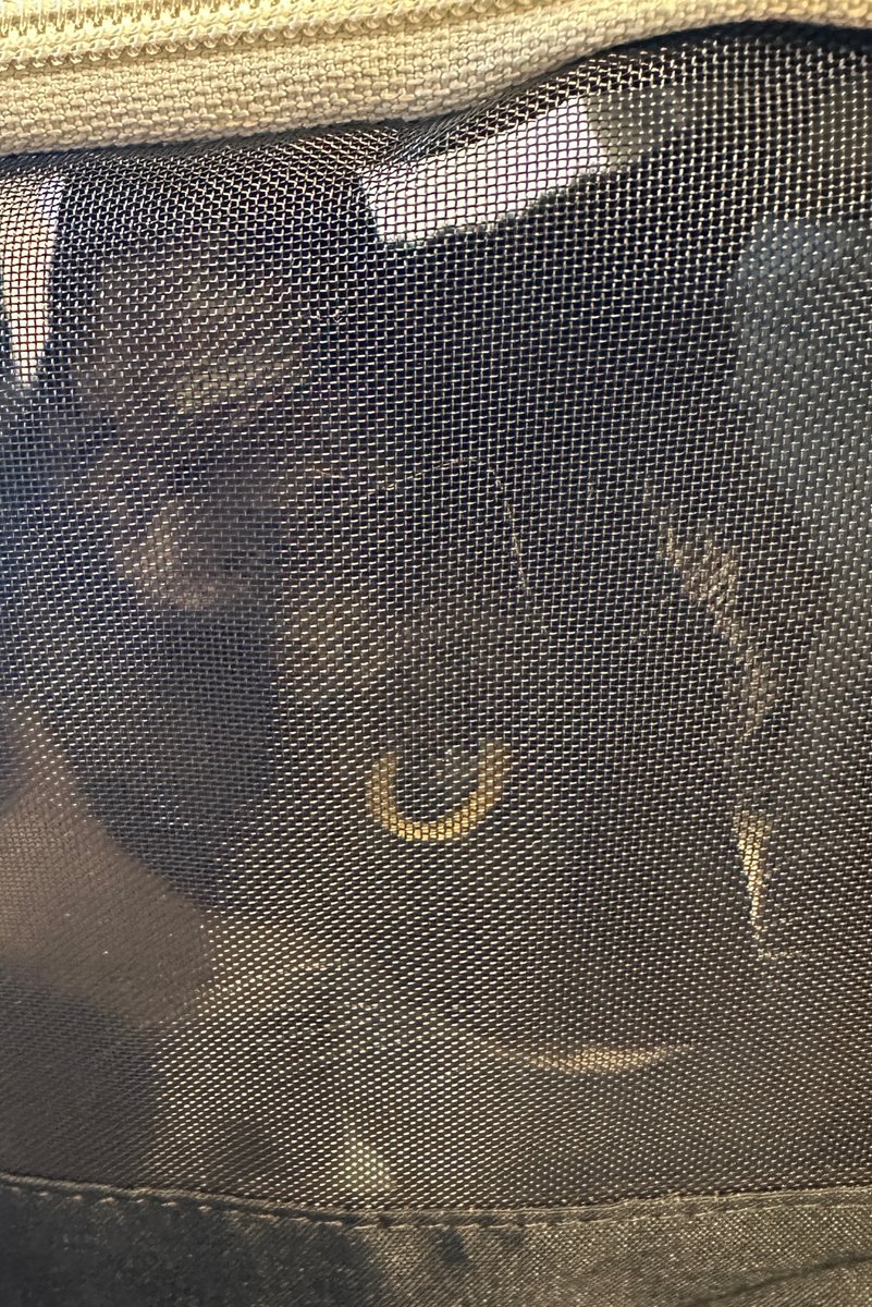PattPlayz's tweet photo. Miss Rogue had to go to the vet today, turns out she has a UTI 💔. She already seems better after being home though. So glad to have her back home. ❤️  #twitch #twitchstreamer #streamer #gaming #gamer #casualstream #casualstreamer #twitchtv #twitchaffiliate #twitchstream https://t.co/5M3o9Fq16U