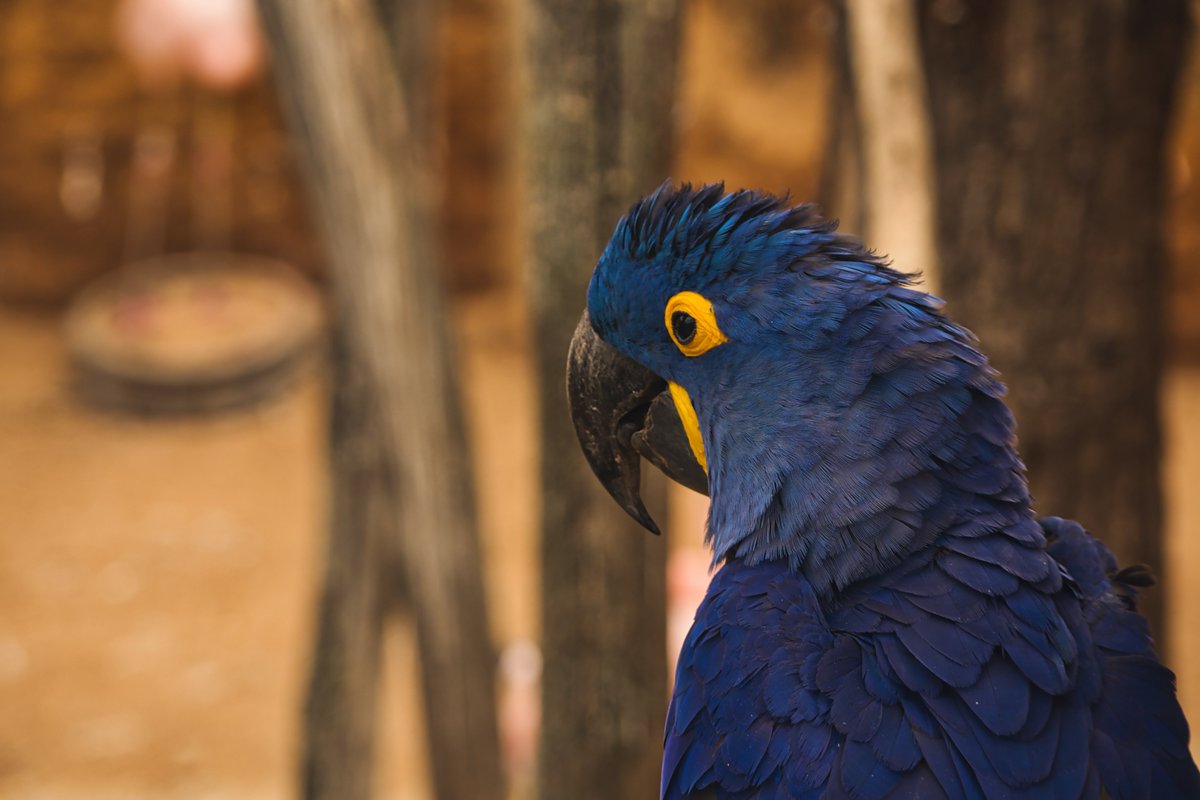 Gr3eg4's tweet photo. https://t.co/FuKkgYpy51

#bird #nature #france #oiseau #photography #birds #naturephotography #picoftheday #animal #wildlife #art #photooftheday #animals #love #naturelovers #photo #canon #travel #oiseaux #wildlifephotography #wild #birdphotography #photographer #beautiful https://t.co/z9v1bCmLGm
