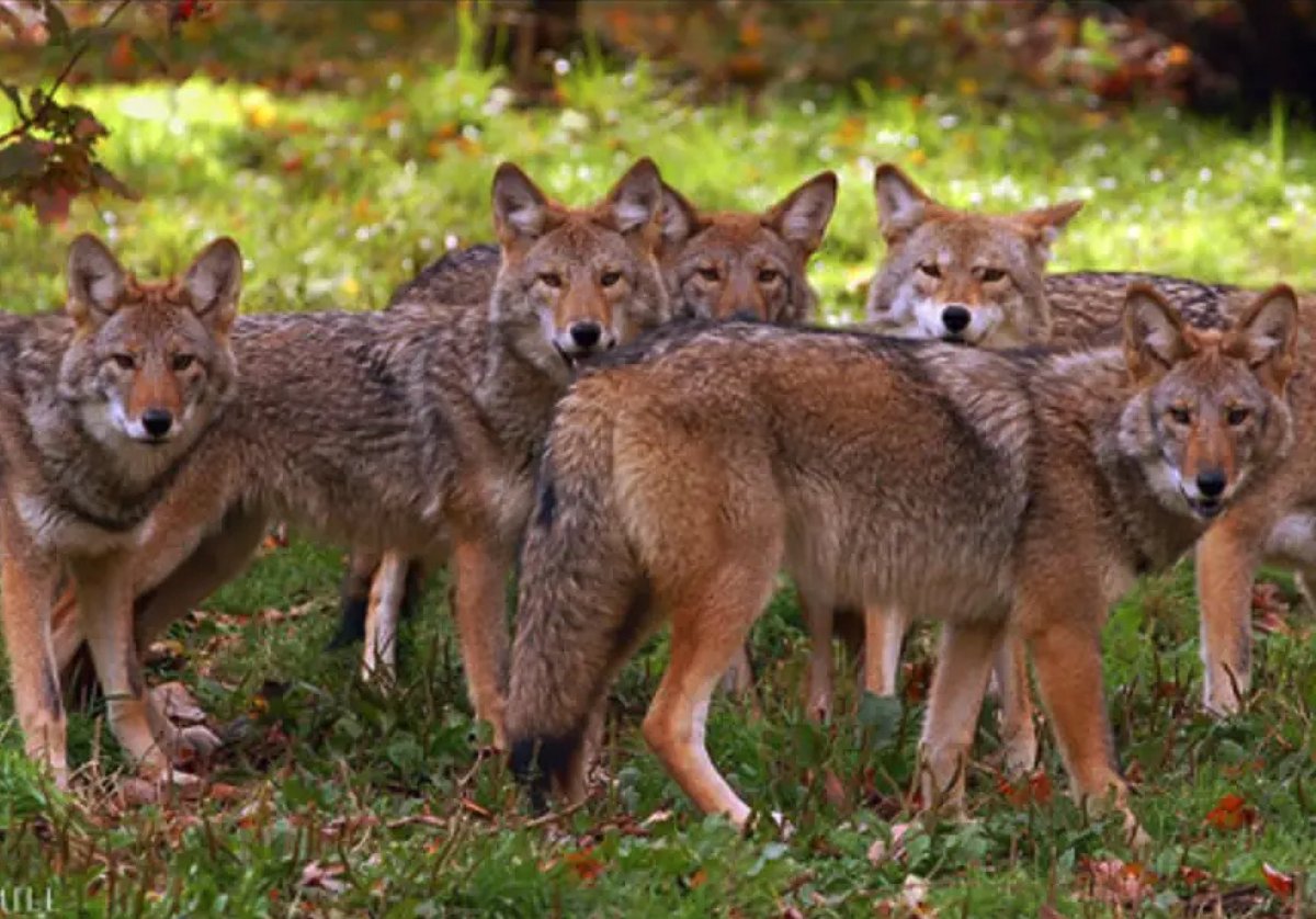 Coyotl2021's tweet photo. @jubileecism @HolisticHypnot2 @SecretSunBlog The #SentientOrbs were like when you'd see a coyote or wolf or a bird observing you. Or maybe a dog or monkey who is curious about you and has come to check you out. You know they're sentient and that their attention is focused on you and not, say, the tree behind you. https://t.co/tl2tMq1Dwt