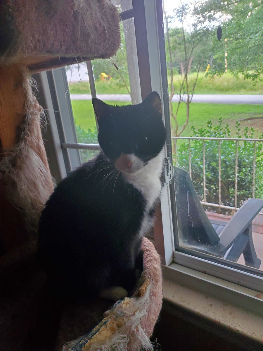 PhillipsClowder's tweet photo. Momma and daddy just got terrible news.  The vet dr said our brother Frosh here has severe chronic pancreatitis and might not pull thru.  Momma is at work still and trying sonhard to not cry.  Please could you pray he heals for us?  Hugs. https://t.co/kE78wW4mFj