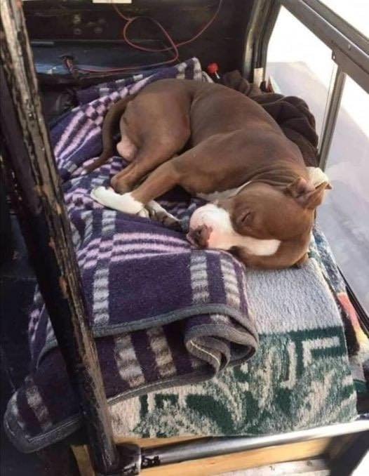 The Dalbo Dog tweet media