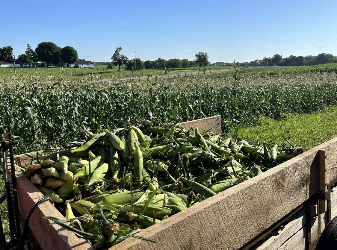 Lisa Correa tweet media