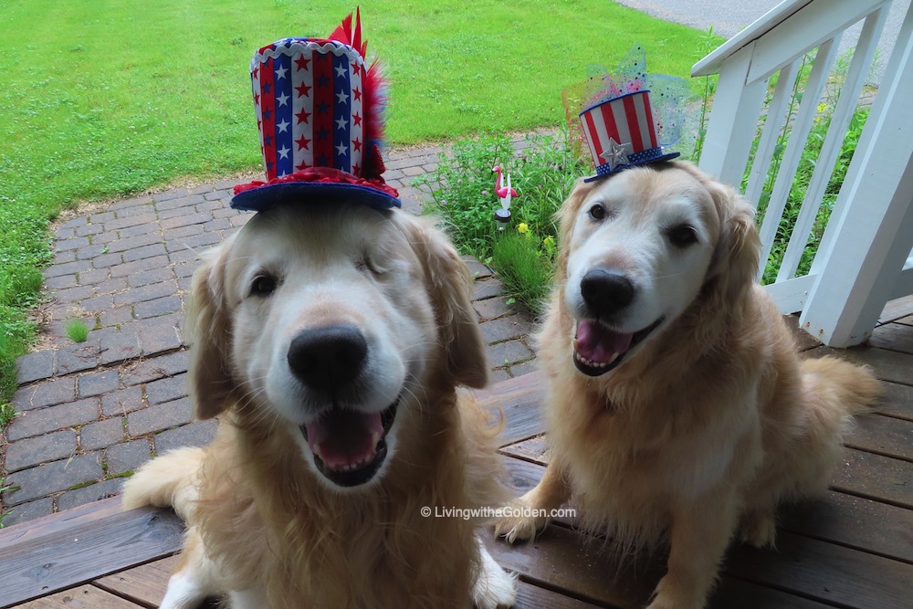 Today is #AllAmericanPetPhotoDay! It’s the day to share your favorite photo of your pet. It is also a good excuse to share the picture our Mom forgot to post on the 4th of July! 😉
#TongueOutTuesday #GRC