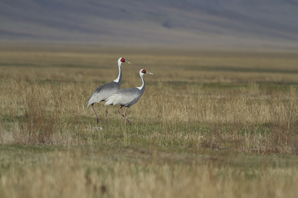 Our East Asia Breeding & Stopover Area Program Manager Zhang Qi will present our next #FromTheFieldWebinar, Conservation of the Western #WhitenapedCrane Population in #China, 7/13 at 7 pm CT. Register > bit.ly/43f1tGe Photo: Wildlife Sciences and Conservation Center