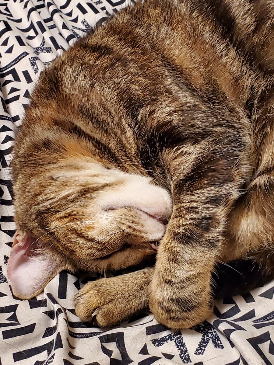 Solomtb1's tweet photo. @CassieJFox I love that they are getting along 😻 https://t.co/JPdcGDn67Q