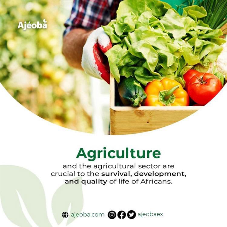 ajeobaex's tweet photo. We must have an agriculture sector that is capable of meeting the food needs of a growing population, competing with agriculture in other parts of the world and coping with climate change.
#SustainableAgriculture
#Agropreneur
#Agriculture
#AgricValueChain https://t.co/CPmeVu3GyR