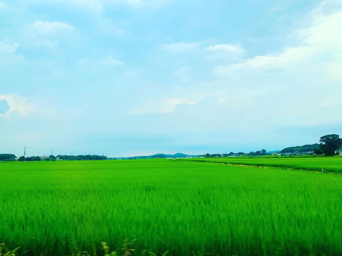 RilfeeFal's tweet image. Nice view🥰
すごく良い風景で癒されます。
暑いけれど…☀️
#ricefield #Tochigi