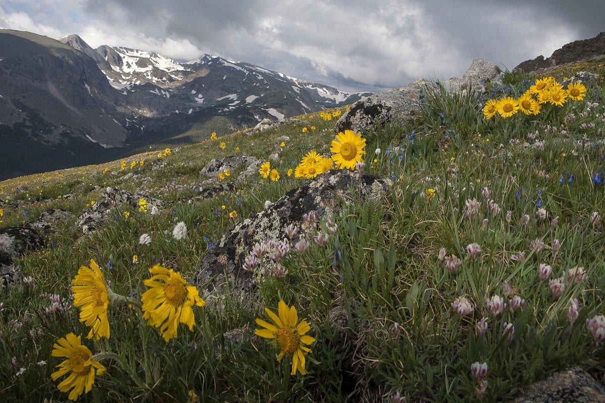 ArapahoeCU's tweet photo. Cresting at just over 12,000 feet, Trail Ridge Road in Rocky Mountain National Park is the highest continuous paved highway in the country!  

Photo Credit: US National Park Service https://t.co/Pn5ylyqZHa