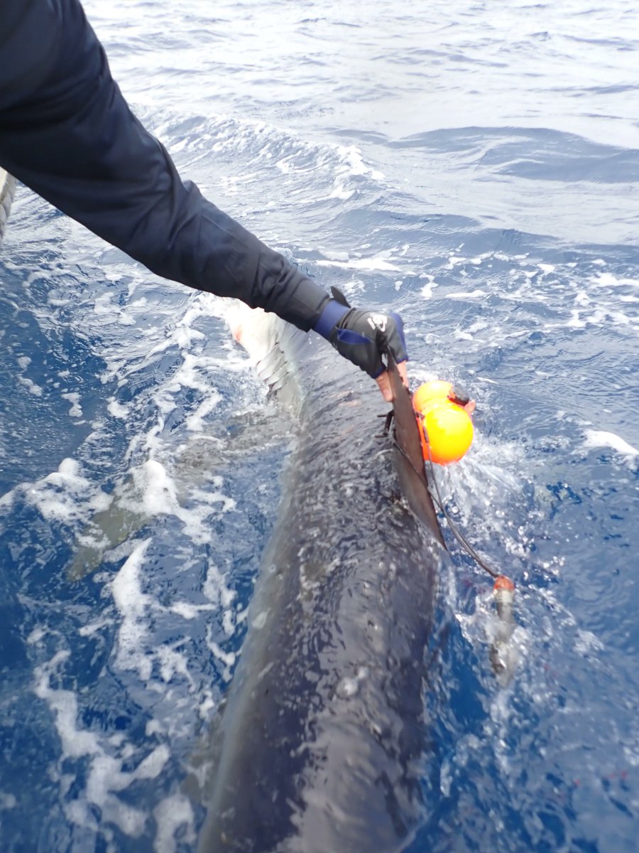 Check out our new ‘DOME’ tags developed by @nunoqueiroz29 @ElectricBlueCRL @MoveCIBIO @thembauk for monitoring dissolved oxygen, temperature, depth and accelerometry of sharks for our ocean warming and hypoxia research. #MBASharks