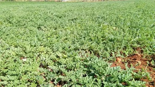 AsambleaQuemado's tweet photo. #QuemadoDeGüines, se constata diversificación de producciones agropecuarias que se están cosechando en estos momentos para la comercialización en placitas y mercados. #VamosPorMás. #70Moncada https://t.co/fUbvJpUqpQ