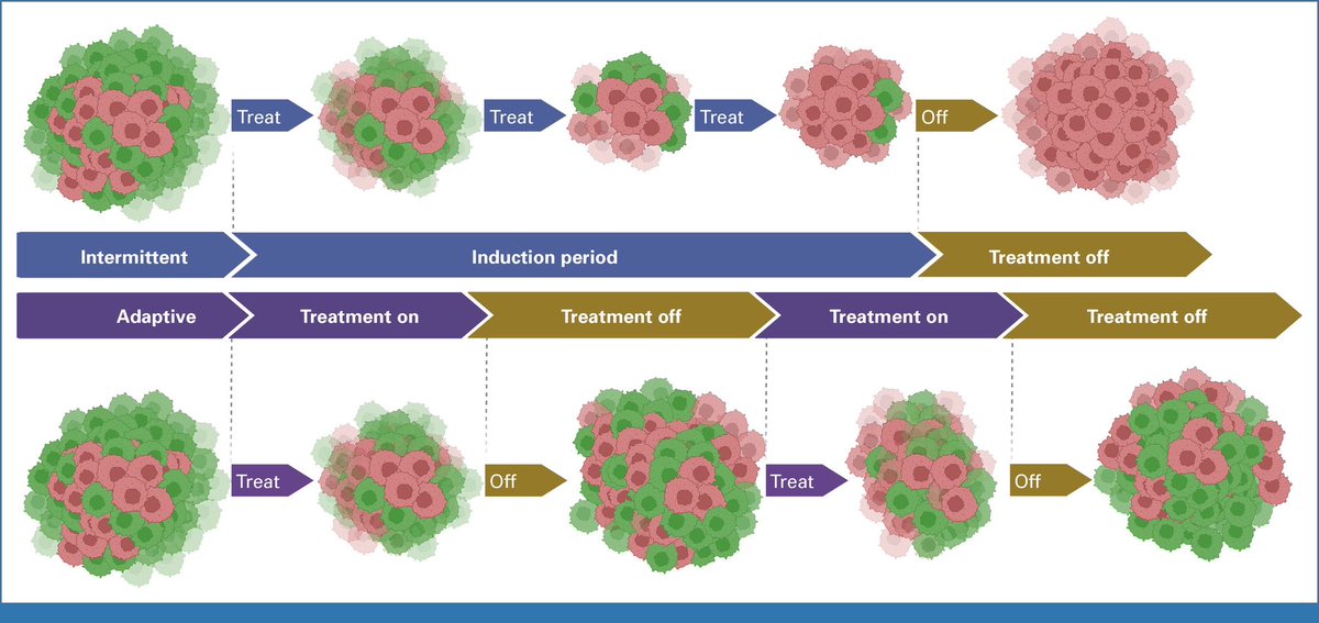 Sandy Anderson (@ara_anderson) on Twitter photo Excited to shared our recent piece in <a href="/JCO_ASCO/">Journal of Clinical Oncology</a> on Evolutionary Dynamics and 'Intermittent Therapy' for Metastatic Cancers ascopubs.org/doi/full/10.12… with <a href="/JadChahoud/">jc</a> <a href="/Sciurusniger/">Joel Brown</a> and Bob #Gatenby where we discuss the impact of the induction period <a href="/MoffittNews/">Moffitt Cancer Center</a> <a href="/EvolTherapy/">Centre for Evolutionary Therapy</a> Excited to shared our recent piece in <a href="/JCO_ASCO/">Journal of Clinical Oncology</a> on Evolutionary Dynamics and 'Intermittent Therapy' for Metastatic Cancers ascopubs.org/doi/full/10.12… with <a href="/JadChahoud/">jc</a> <a href="/Sciurusniger/">Joel Brown</a> and Bob #Gatenby where we discuss the impact of the induction period <a href="/MoffittNews/">Moffitt Cancer Center</a> <a href="/EvolTherapy/">Centre for Evolutionary Therapy</a>