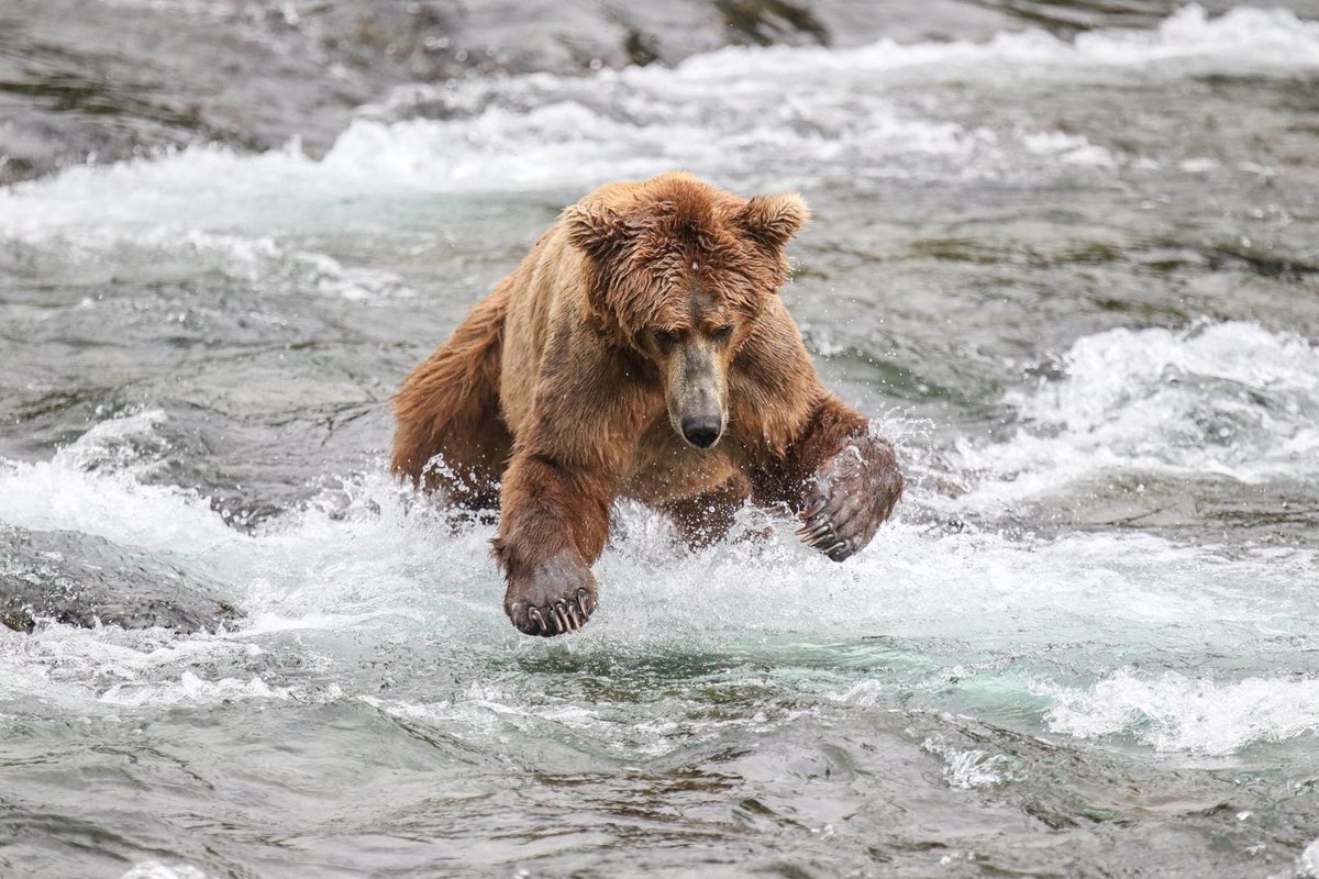 National Park Service (@natlparkservice) on Twitter photo How do you catch a fish without a fishing pole? 🎣
With your bear hands. 🐾 How do you catch a fish without a fishing pole? 🎣
With your bear hands. 🐾