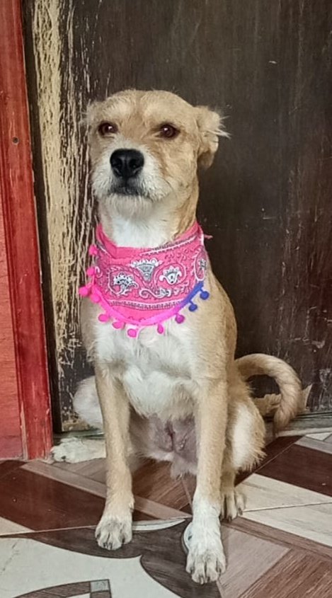 VIBRAmascotas's tweet photo. Caramelo ya tenía familia, su rescatista la iba a dar a una de sus familiares, solo estábamos por terminar su protocolo de salud y que siempre no. 
Es medianita, muy tranquila , convive con otros perros #adopta #rt #cdmx wats 5548724347 https://t.co/DjoXjHjiko