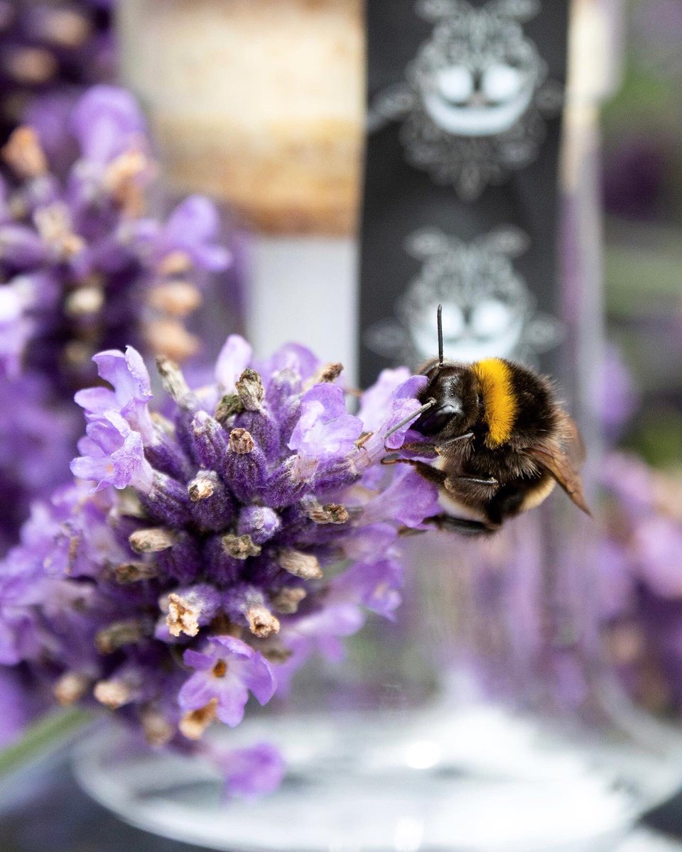 CheshBotanicals's tweet photo. Today’s product photoshoot was interrupted in the best way! Our lavender plants are teeming with bees. 🐝

We hope you enjoy these photos as much as Holly did when taking them. 😊 Happy Tuesday, everyone.

👉🏼 https://t.co/tWtrVgQDVe 🍸

#beesofinstagram #lavender #cheshiregarden https://t.co/KCwIwMdstN