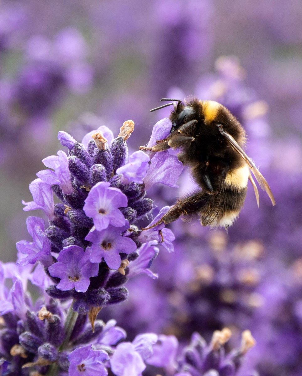 CheshBotanicals's tweet photo. Today’s product photoshoot was interrupted in the best way! Our lavender plants are teeming with bees. 🐝

We hope you enjoy these photos as much as Holly did when taking them. 😊 Happy Tuesday, everyone.

👉🏼 https://t.co/tWtrVgQDVe 🍸

#beesofinstagram #lavender #cheshiregarden https://t.co/KCwIwMdstN
