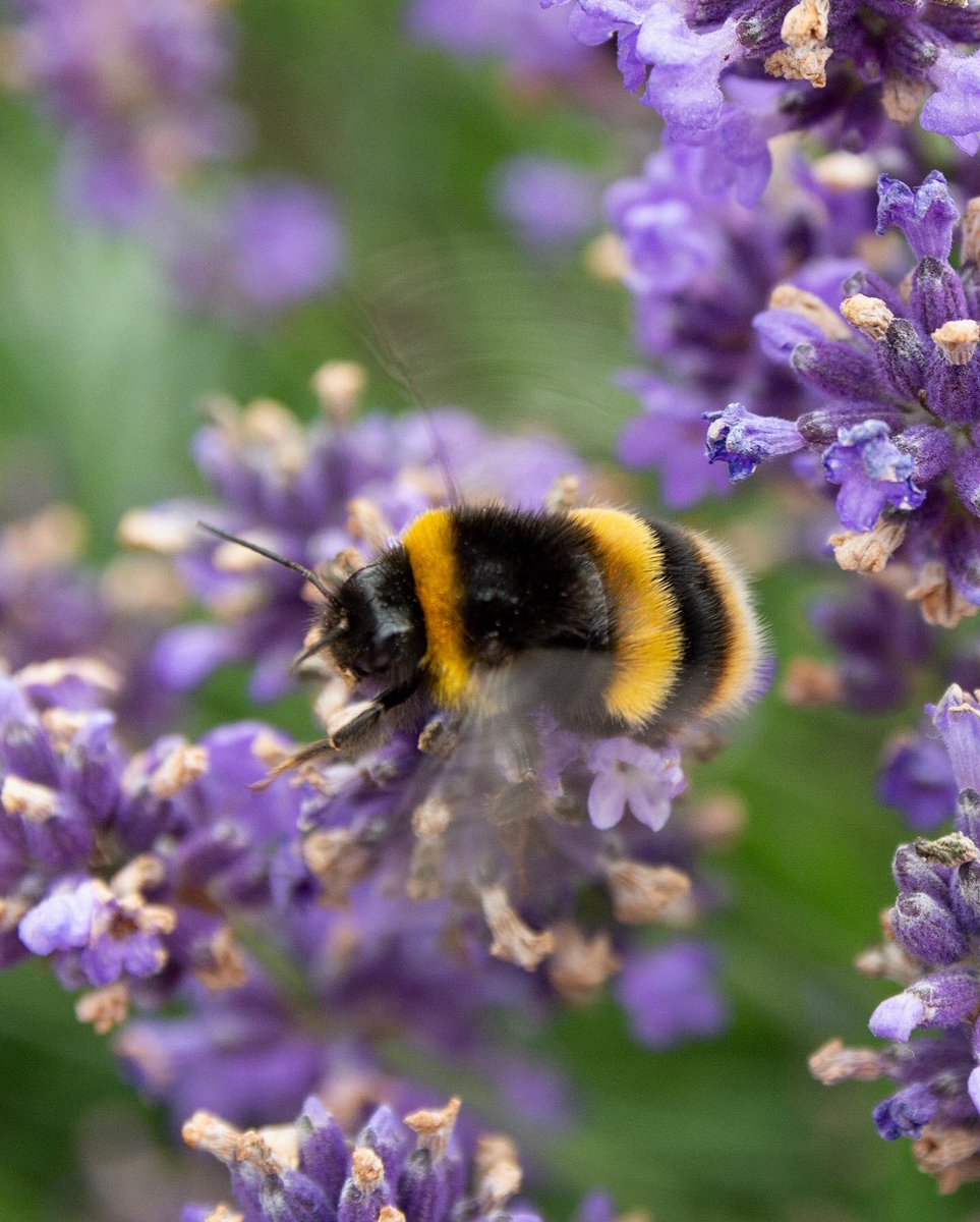 CheshBotanicals's tweet photo. Today’s product photoshoot was interrupted in the best way! Our lavender plants are teeming with bees. 🐝

We hope you enjoy these photos as much as Holly did when taking them. 😊 Happy Tuesday, everyone.

👉🏼 https://t.co/tWtrVgQDVe 🍸

#beesofinstagram #lavender #cheshiregarden https://t.co/KCwIwMdstN