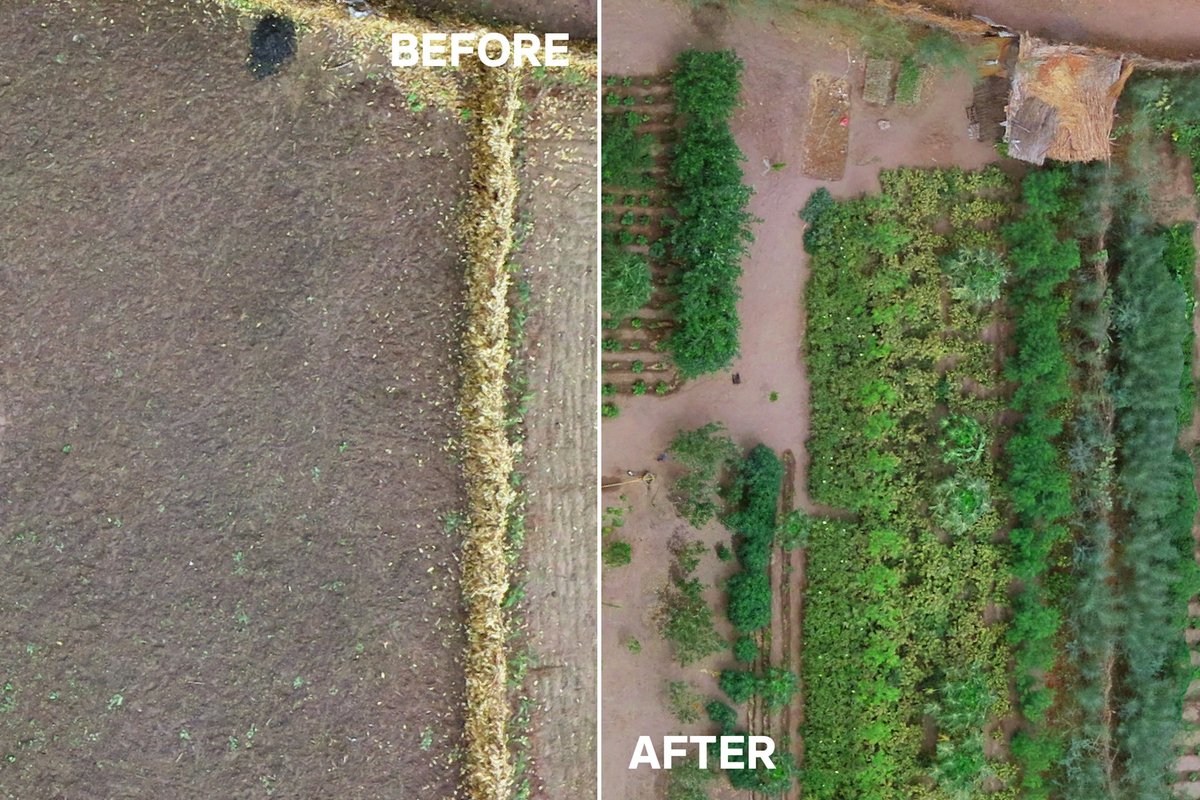 Treesftf's tweet photo. Before ➡ After

One Forest Garden at a time, we’re revitalizing landscapes and restoring livelihoods together. Thank you for making an impact with us!

#TransformationTuesday #LetsGetPlanting https://t.co/nhwasW023C