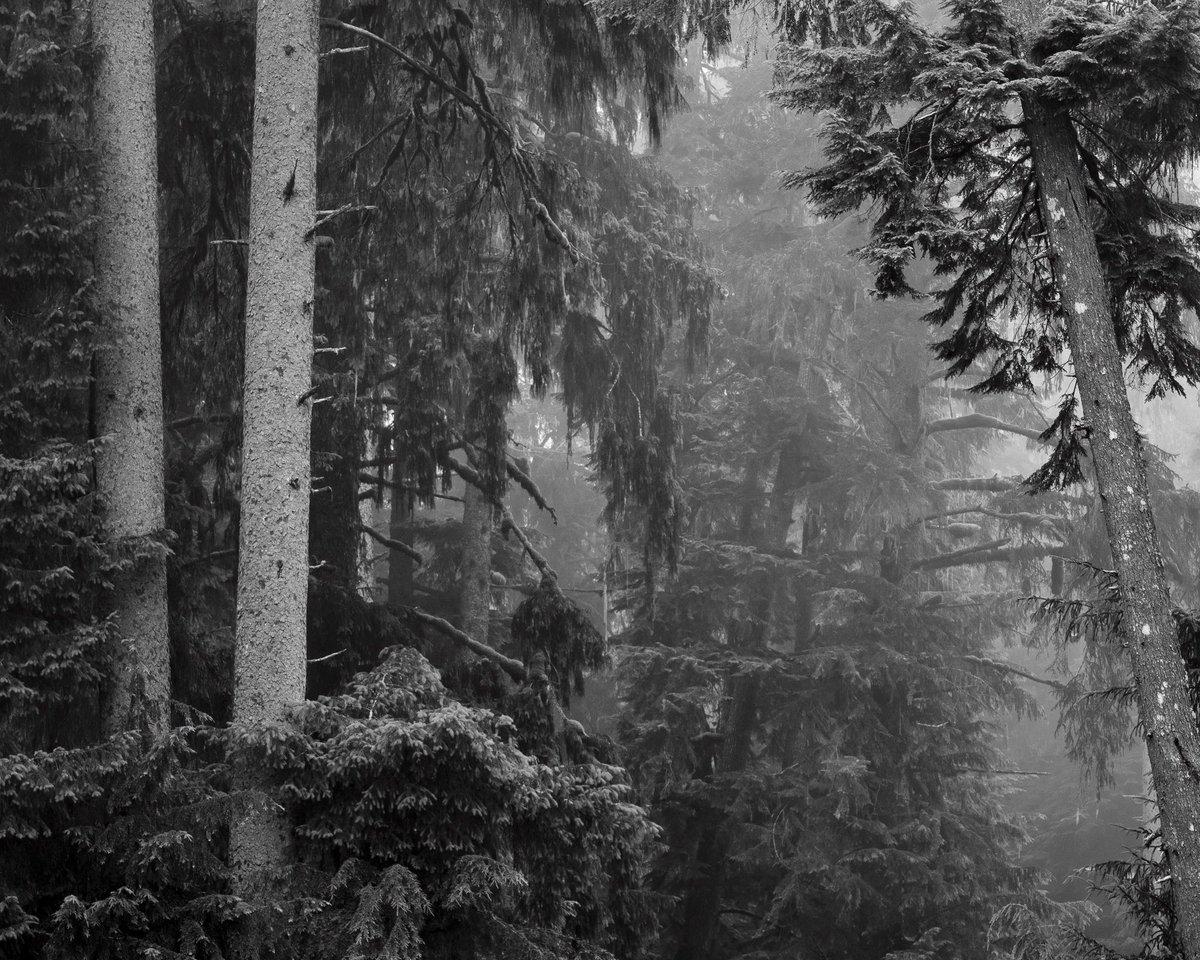 Looking to #ShopSmall this week for #PrimeDay ?Use code PRIMEDAY at checkout to get 30% off my art! stevebisigphotography.com Pictured: 'Morning Walk through the Forest, Study 1, Butte Creek, Washington'