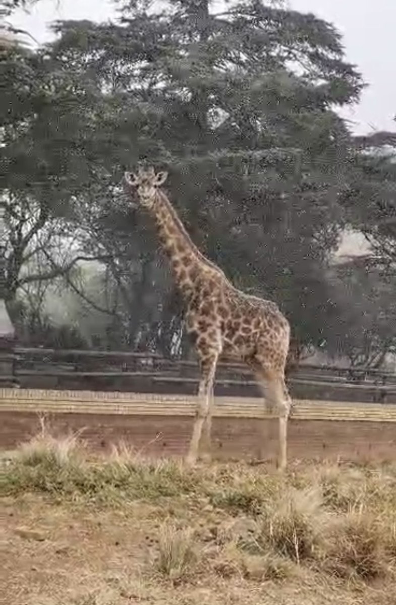 JoburgParksZoo's tweet photo. More pictures of the snow in the zoo yesterday.
 
Some of our residents were curious and decided to brave the cold and have a stroll in their ‘white blanket’ enclosures.
 
*PS – our animals have night rooms &amp; shelters to protect them from any weather conditions.
📸 by Kyle Smith https://t.co/Af9pDkfKr1