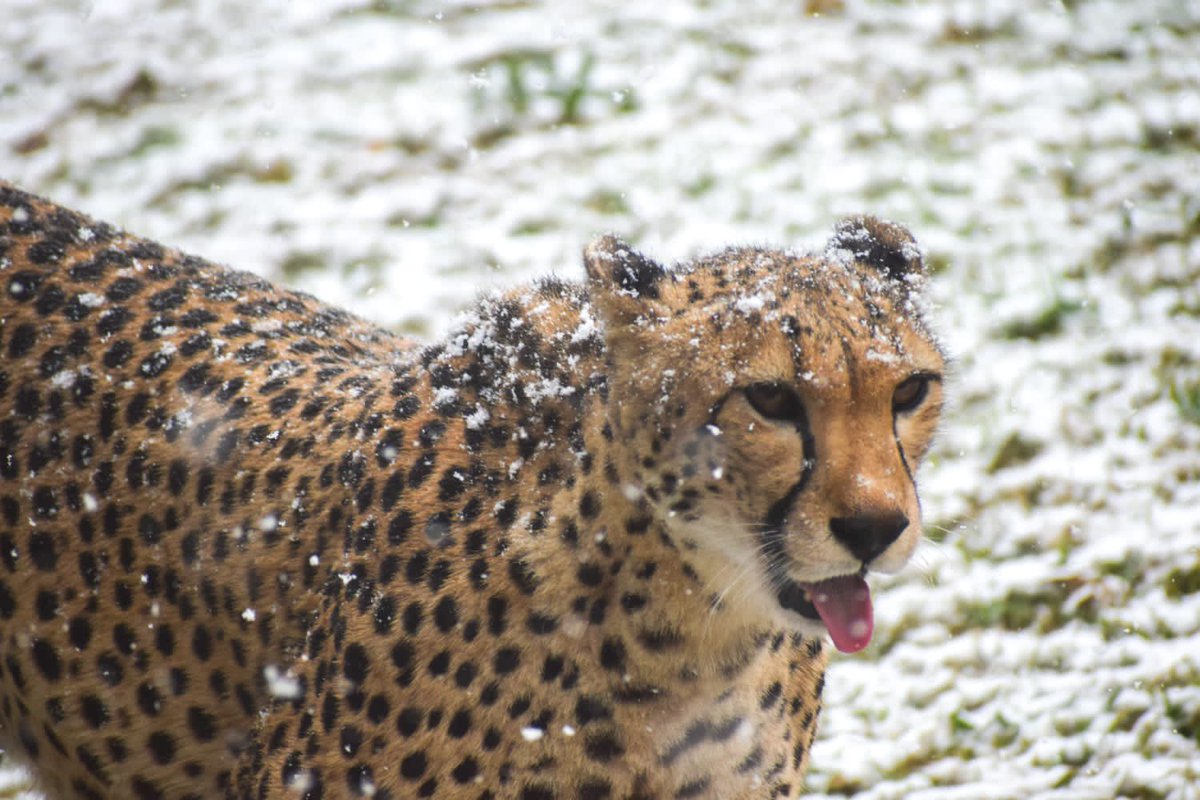JoburgParksZoo's tweet photo. More pictures of the snow in the zoo yesterday.
 
Some of our residents were curious and decided to brave the cold and have a stroll in their ‘white blanket’ enclosures.
 
*PS – our animals have night rooms &amp; shelters to protect them from any weather conditions.
📸 by Kyle Smith https://t.co/Af9pDkfKr1