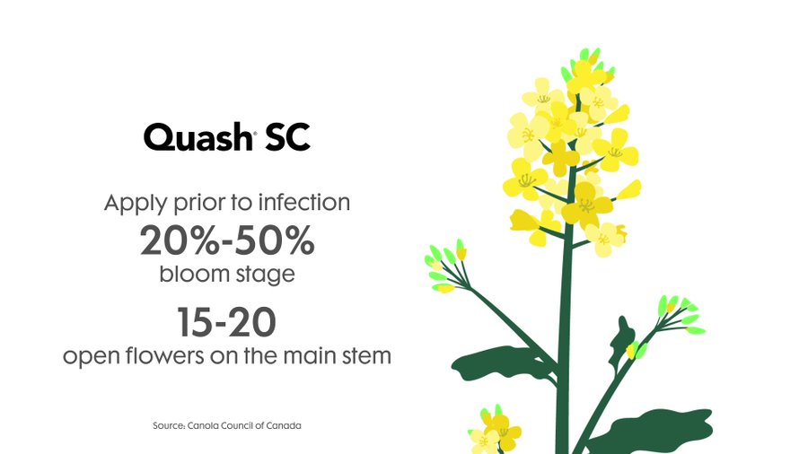 Apply #Quash SC fungicide at the 20-50% bloom stage prior to disease development. Look for 15-20 open flowers on the main stem. Learn more: bit.ly/43125zp #WestCdnAg