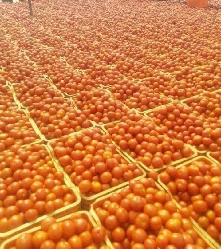 SubhaniHanzala's tweet photo. ये  काला बाज़ारी है कुछ दिन टमाटर लेना छोड़ दो मार्केट में टमाटर सड़ जाएगा । जब भी कोई वस्तु जानबूझकर महंगी की जाए उसे आप सिर्फ हफ़्ते भर मत लीजिए, इससे आप मरेंगे नही किंतु जमाख़ोरी ज़रूर मरेगी। https://t.co/9RMrIvkEkz