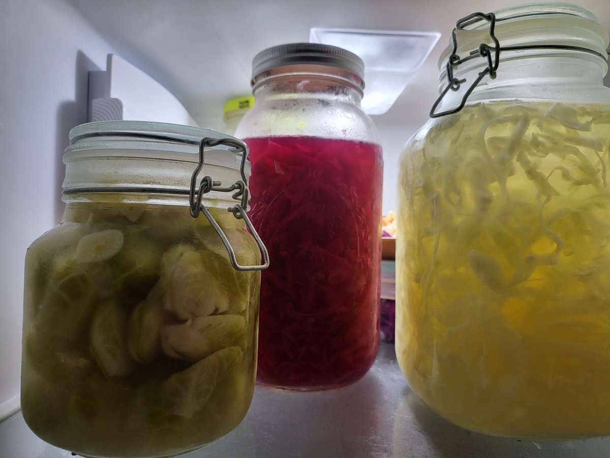 AMG_2o24's tweet photo. Been experimenting with different food preservation methods and soo far one of my favorites is making ferments. I like to use shredded cabbage in salads or as a topping on sandwhiches, tacos, etc. ads a pickled flavor and is excellent for gut health. https://t.co/xn8C3Pg9kt