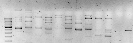 When your PCR looks like a restriction digestion 🤡🫥🫠