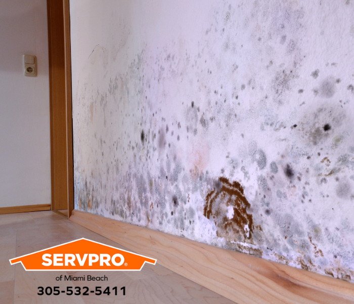 Hidden Water Damage Causes Mold Outbreak in Miami Beach Home? We are leaders in mold damage remediation services in Miami-Dade County. #SERVPRO #SERVPROofMiamiBeach #MiamiBeach #FL #PropertyDamage #WaterDamage #FireDamage #Flooding #StormDamage