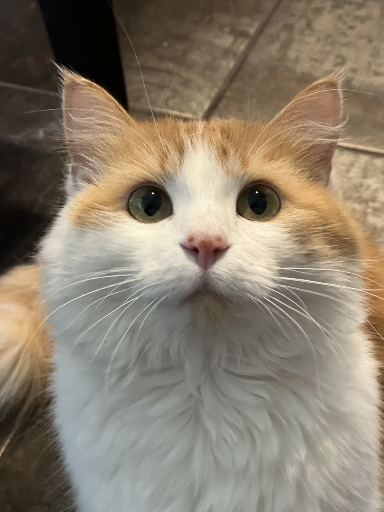 bunsenbernerbmd's tweet photo. Dogs are WAY smarter than cats.  It's not even close.

Wait a second.

Is that a fair statement?

Could cats be hiding a hidden intelligence?

Follow us on this 🧵 https://t.co/PN4qaZlYuz