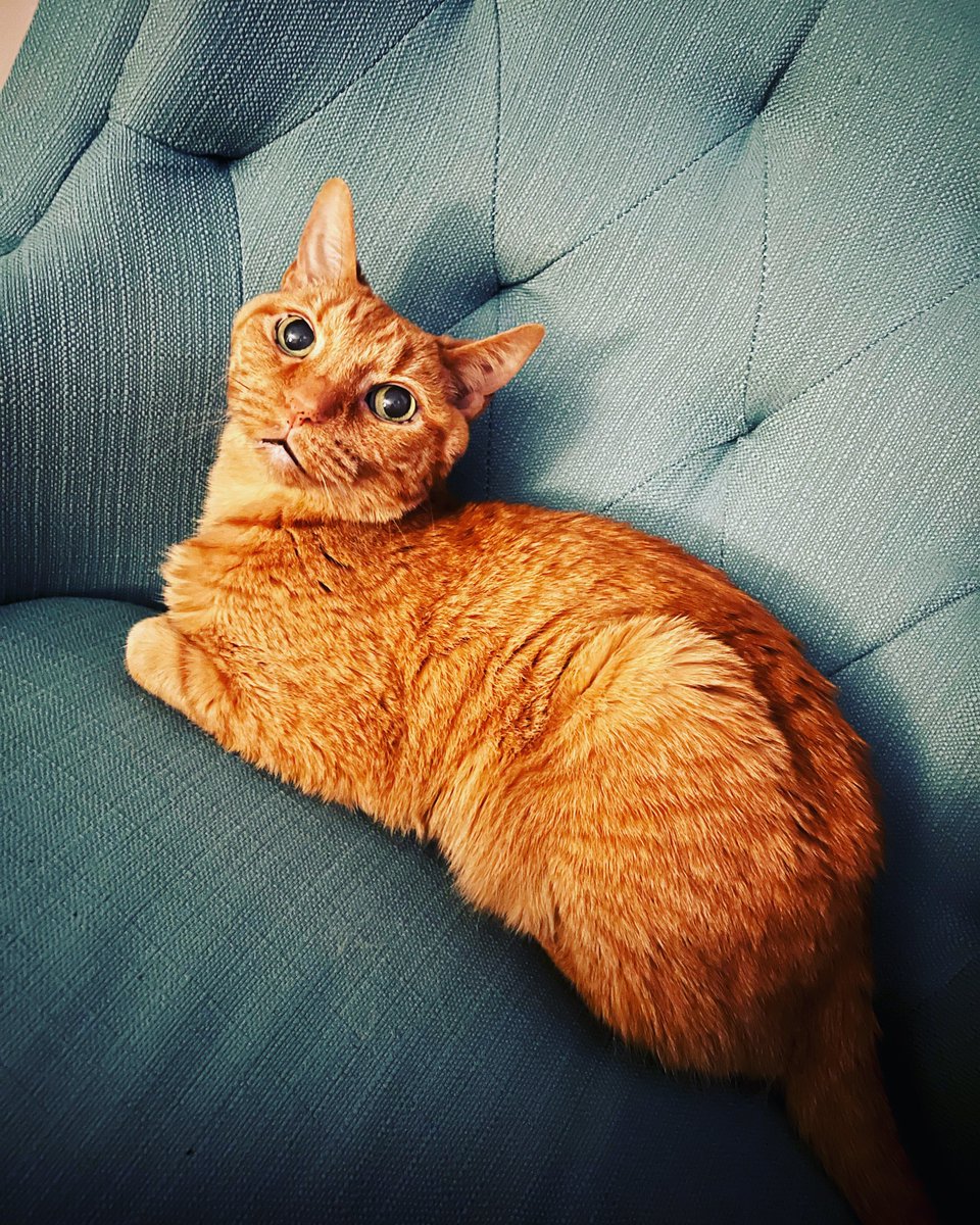BethYoung82's tweet photo. @SAOliver_Atty I can't love this enough, Scott! So adorable! 

And speaking from experience, male orange tabbies are the best of the best. Our sweet Rusty is pushing 17 years old and has always been such a snuggly and chill cat. 😻 https://t.co/c5ZhJNHZi5