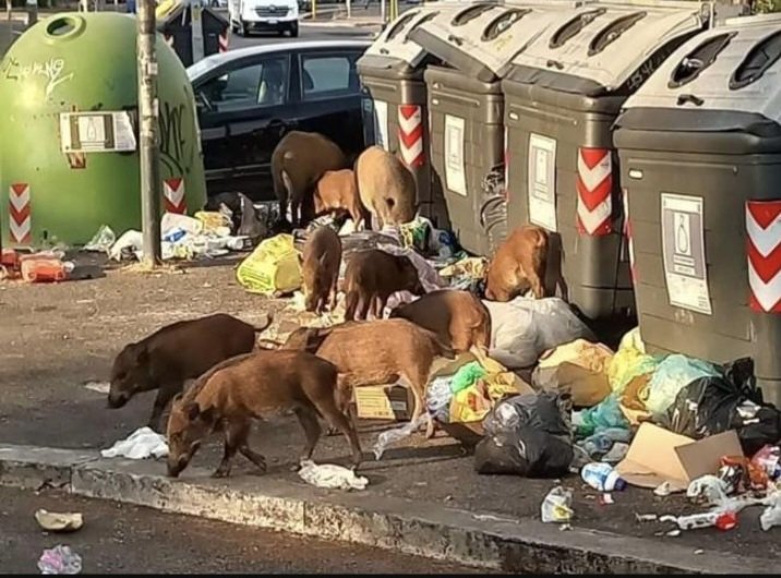Demcorinth's tweet photo. @RockStroke Given the situation in Rome,Mrs Meloni can only count on legions of wild boars and garbage https://t.co/NydB4ncKN0