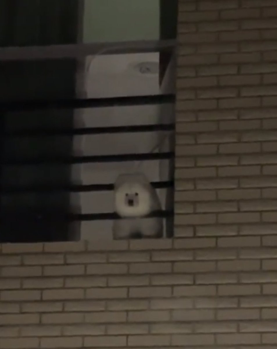 dogonboo's tweet image. ใครกลับบ้านดึกระวังเจอวิญญาณหมาสำลี