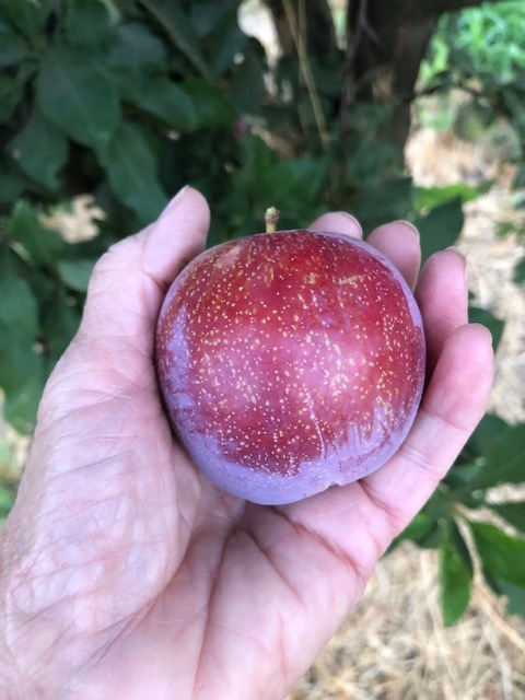 NaylorOrganics's tweet photo. https://t.co/FLMVx1X9bq Have a plum good time! #CrimsonGloPluot #KingMidas #SummerCrunch #Upickfarm #NaylorOrganicsUpick #DinubaCA https://t.co/lwzP4M6Wvo